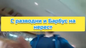 С разводни и Барбус на нерест