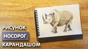 Как нарисовать носорога карандашом | Рисунок для начинающих поэтапно