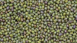 Бобы мунг — польза и вред