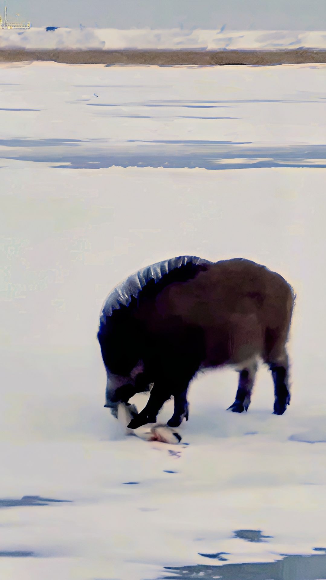 Сначала лиса, теперь кабан утащил рыбу у рыбаков 😂🤣😂