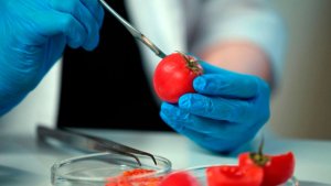 Выпуск #99 "Перовскиты, нанопластырь и «вкусные» биотехнологии"