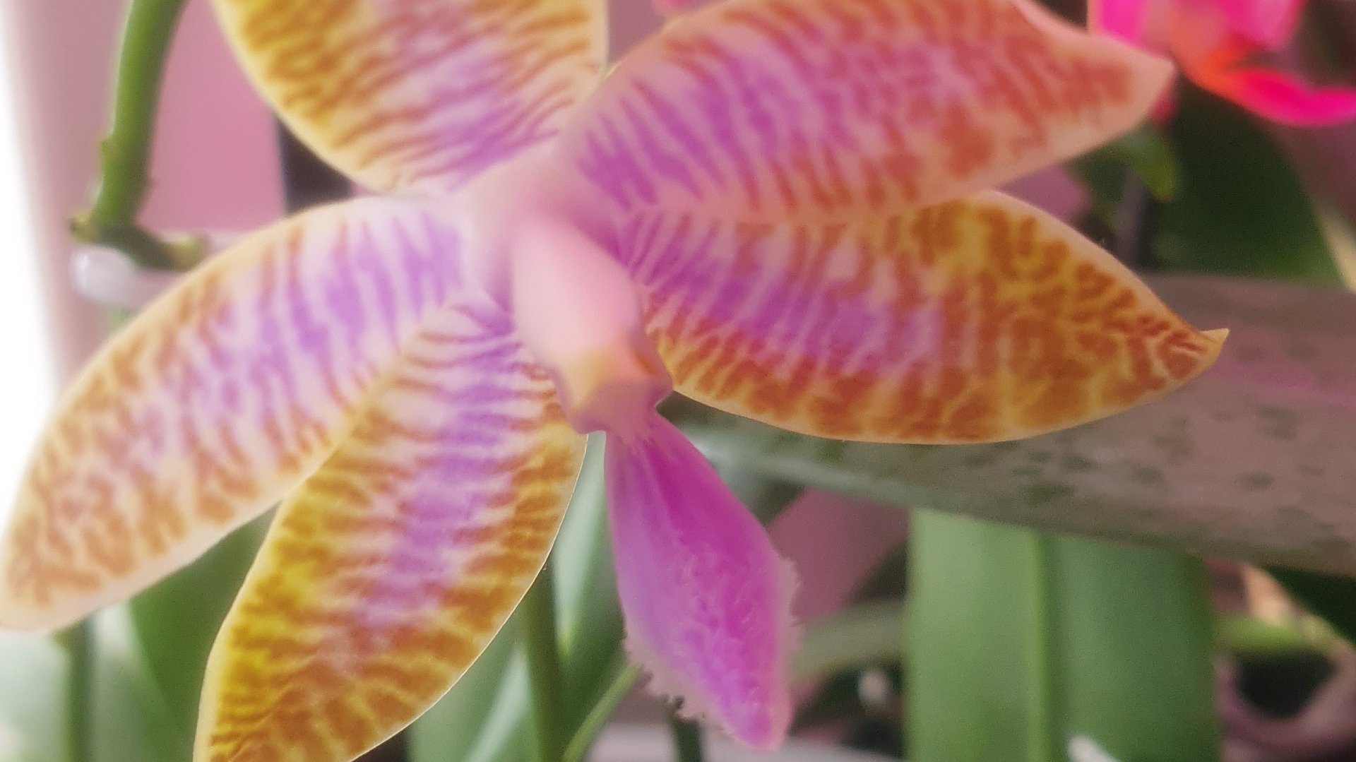 Цветение орхидей в январе 2026г. смотреть онлайн