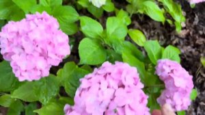 Самый сказочный и небывалый самый волшебный цветок