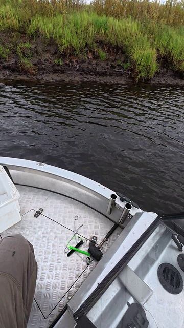 Клюнула Малявка с колючками!!! смотреть онлайн