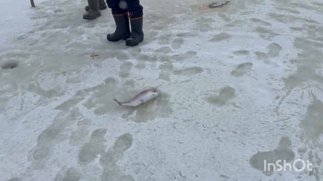 1000138577.mp4 смотреть онлайн