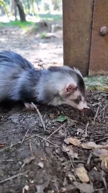 Хорьки — домашние комочки энергии и обаяния смотреть онлайн