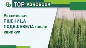 Российская пшеница подешевела после каникул | TOP Agrobook: обзор аграрных новостей
