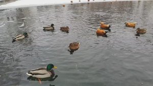 Утки на пруду. Огари. Кряквы. Января 2026