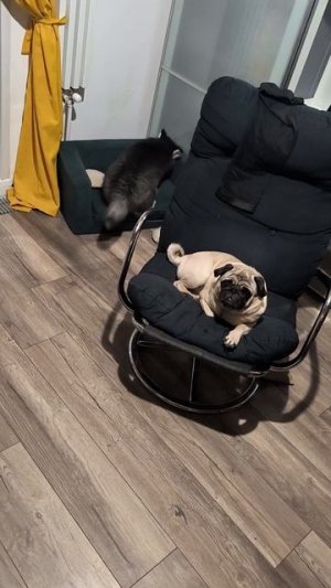 Суетология