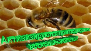 Правда ли, что подкормка стимулирует воск? Неожиданный ответ профессора Кашковского