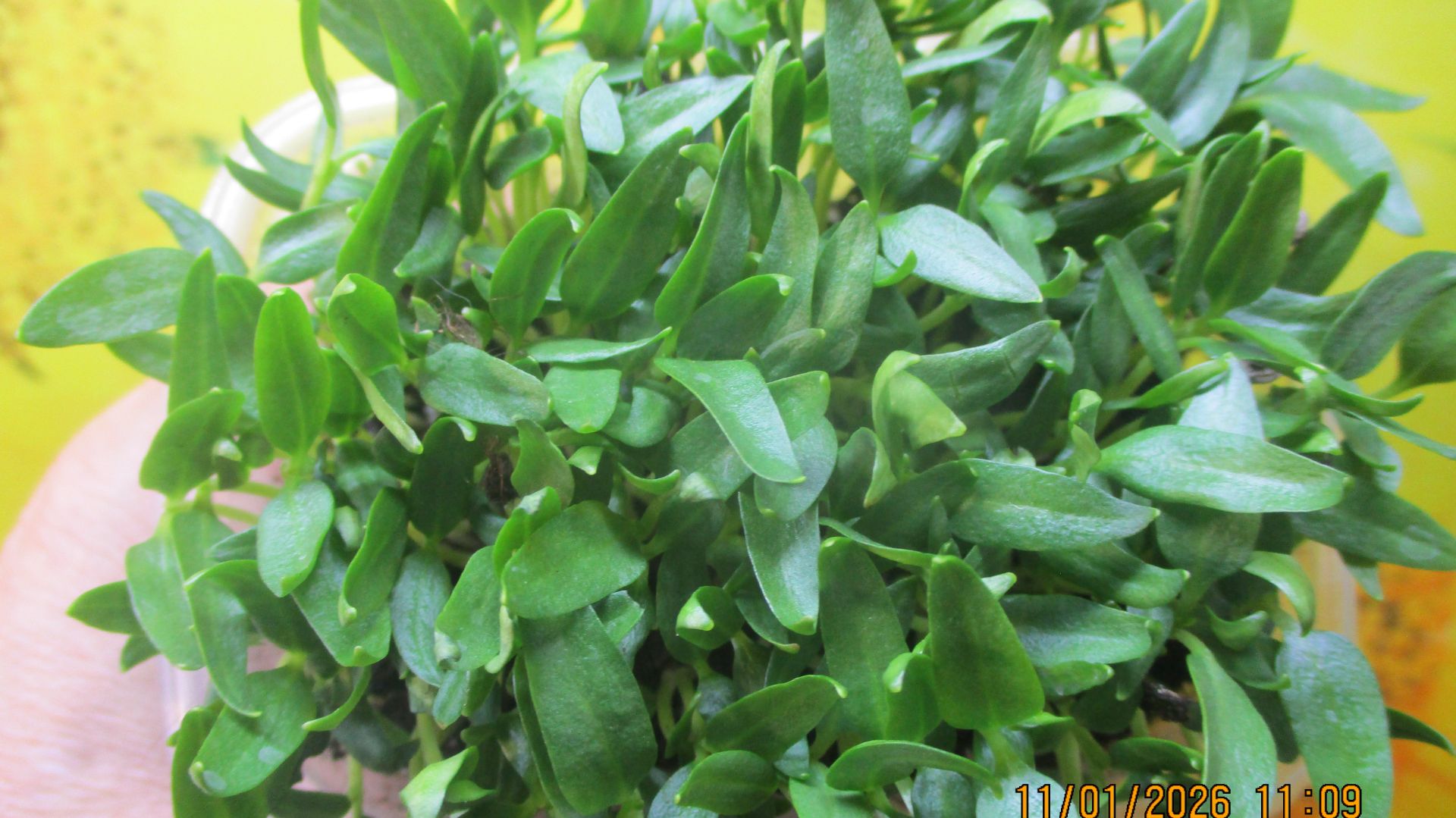 Семена сладкого перца, купленного в магазине, я сею и зимой. смотреть онлайн