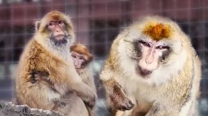 Наконец-то пришли, а они БОЯТСЯ!  Малыш маготов ПРЯЧЕТСЯ! Дикобразы СТУЧАТ в двери- это они ПУГАЮТ?