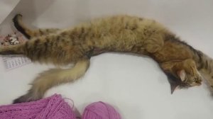 ПЛЕД  "ШАХМАТКА ". КОМПЛЕКТ "БАРАШЕК". МОИ ПРОЦЕССЫ....