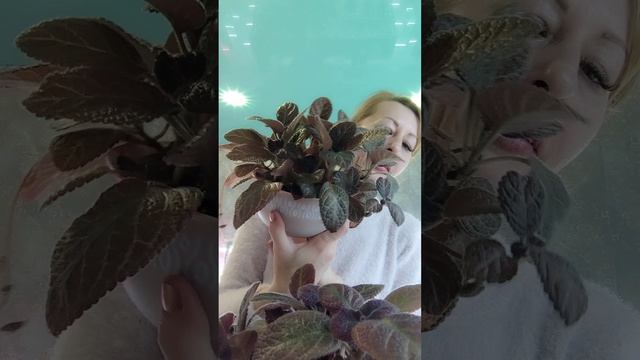 Самые лучшие цветы для интерьера. смотреть онлайн