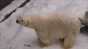 Кай выспался и пошёл рыть снег 12.01.2026