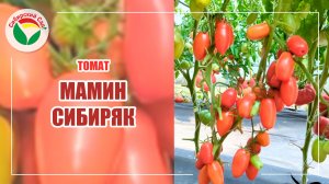 Томат Мамин Сибиряк