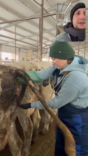 На видео показан процесс диагностики заболеваний Коровы, рабочая рутина.