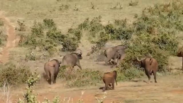 Охота 5. смотреть онлайн