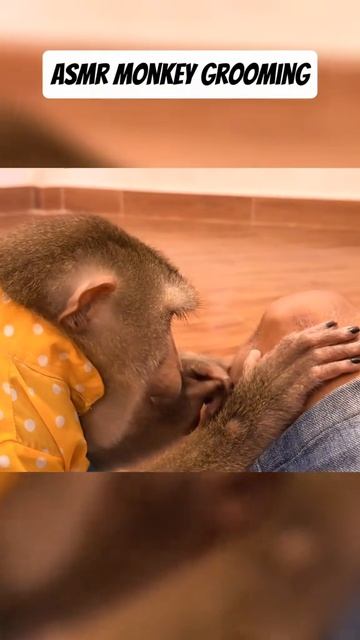 ASMR Monkey Grooming смотреть онлайн