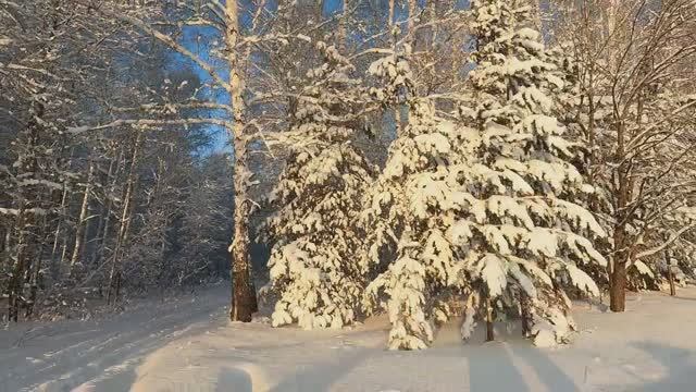 ЗАКРЫТИЕ ОХОТЫ НА СИБИРСКУЮ КОСУЛЮ. смотреть онлайн