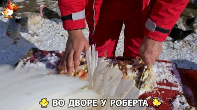 Содержание кур в домашних условиях и других птиц во дворе у Роберта 🐣🐤🦆🐔🪿🦃 (393) смотреть онлайн