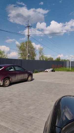 Сириус летом