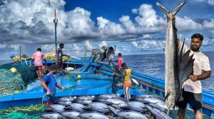 На двенадцатый день мы остались в открытом море и поймали огромную рыбу / Рыбалка в открытом море