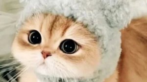 собираюсь бокс подпишице оле