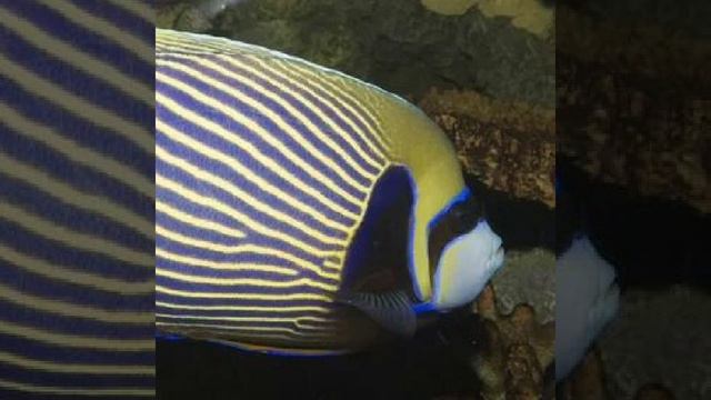 Императорский ангел