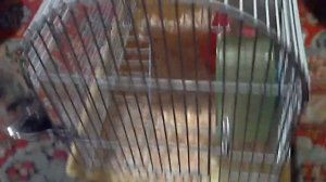 Хомяк в клетке