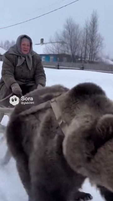 😱 Русская бабушка мчит по деревне на санях с медведем