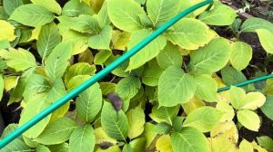 Ноябрь на даче. Обзор проделанной работы.