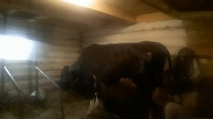 ЧТО ДЕЛАТЬ ЧТОБЫ КОРОВА БЫЛА ЧИСТОЙ, ПРОБУЕМ АРБУЗ,  ЗАГОТОВКИ НА ЗИМУ.