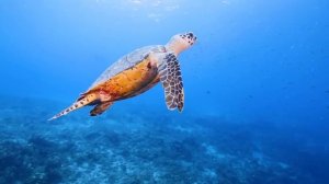 Океан, Большой коралловый риф, нежная музыка, удивительные обитатели глубин