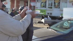 Небольшой голубиный рынок в Рязани