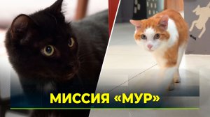 В Тюмени ямальцы открыли котокафе