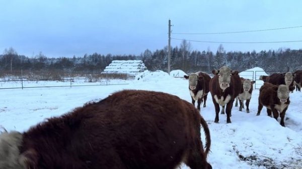 Успеть всё- на мясной и молочной ферме! 70 голов КРС , развиваем сельское хозяйство!
