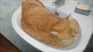 Кот в раковине
