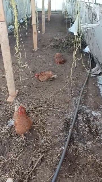 1000005863.mp4 смотреть онлайн