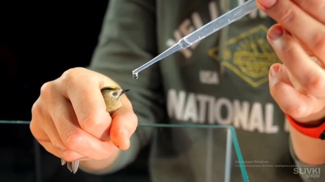 перезалив сливки шоуу