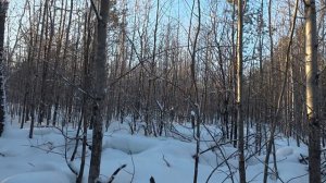 Подъём беляка с лёжки