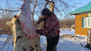 Выход мяса с годовалого бычка/Готовимся к морозам