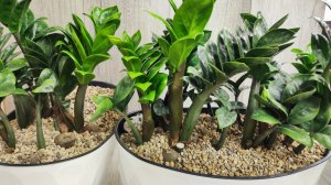 НИКОГДА НЕ ВЫРАЩИВАЙТЕ ТАК ЗАМИОКУЛЬКАС!