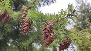 Заморская красавица семейства сосновых на набережной Саратова.