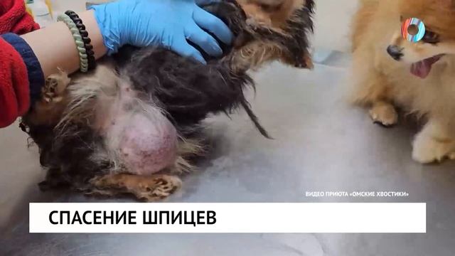 Спасение шпицов смотреть онлайн