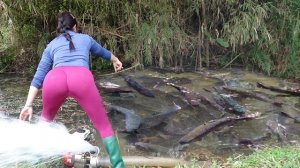 Очень интересная рыбалка. Девушка с помощью насоса большой мощности ловит много крупной рыбы в озере