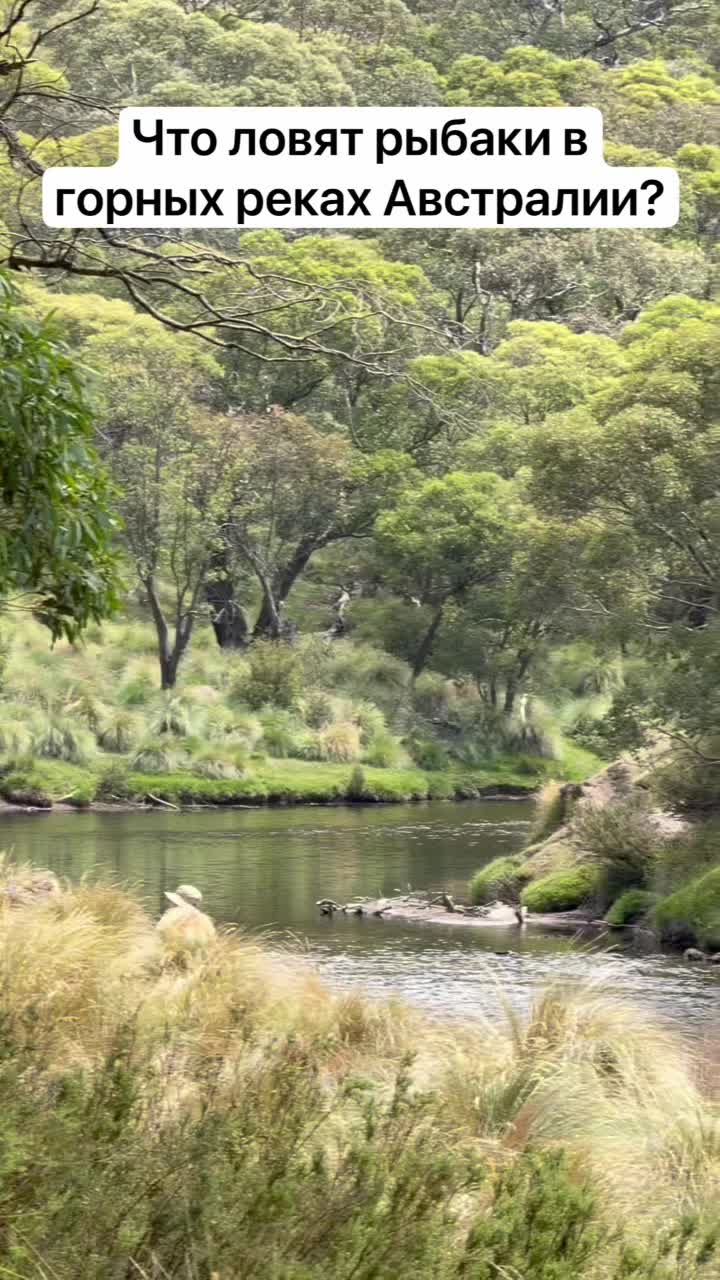 Какая рыба водится в горных реках Австралии? смотреть онлайн