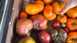 Успехи на даче. Сбор урожая томатов.