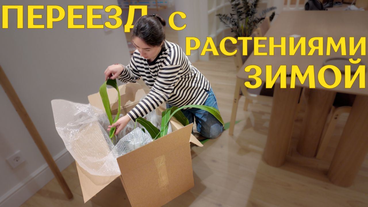 КАК я в ДЕКАБРЕ перевозила 200 РАСТЕНИЙ в новую КВАРТИРУ | 30 коробок с ЦВЕТАМИ ЗИМОЙ ❄️ смотреть онлайн