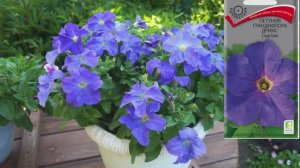 Обзор петунии: семена и что выросло